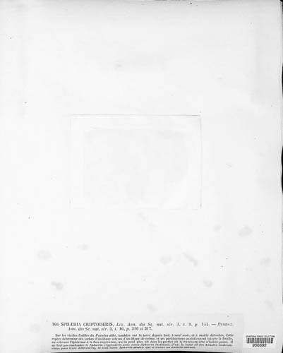 Pleuroceras cryptoderis image